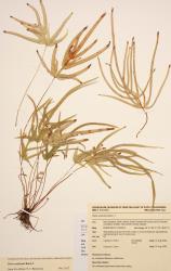 Pteris multifida. Herbarium specimen from Auckland, WELT P023358, showing mature plant with fertile fronds.
 Image: B. Hatton © Te Papa CC BY-NC 3.0 NZ